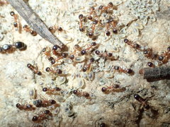 Temnothorax caguatan