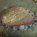 Red Abalone - Photo (c) Robin Gwen Agarwal, some rights reserved (CC BY-NC), uploaded by Robin Gwen Agarwal