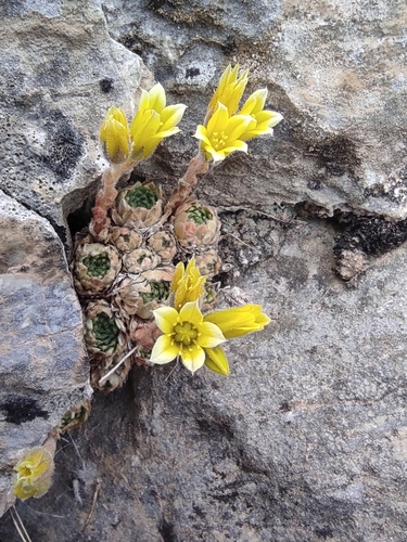 Rosularia