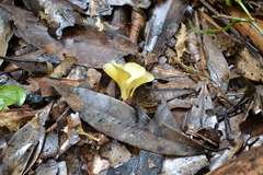 Cotylidia aurantiaca