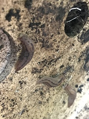 Ambigolimax