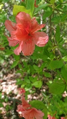 Rhododendron kaempferi kaempferi