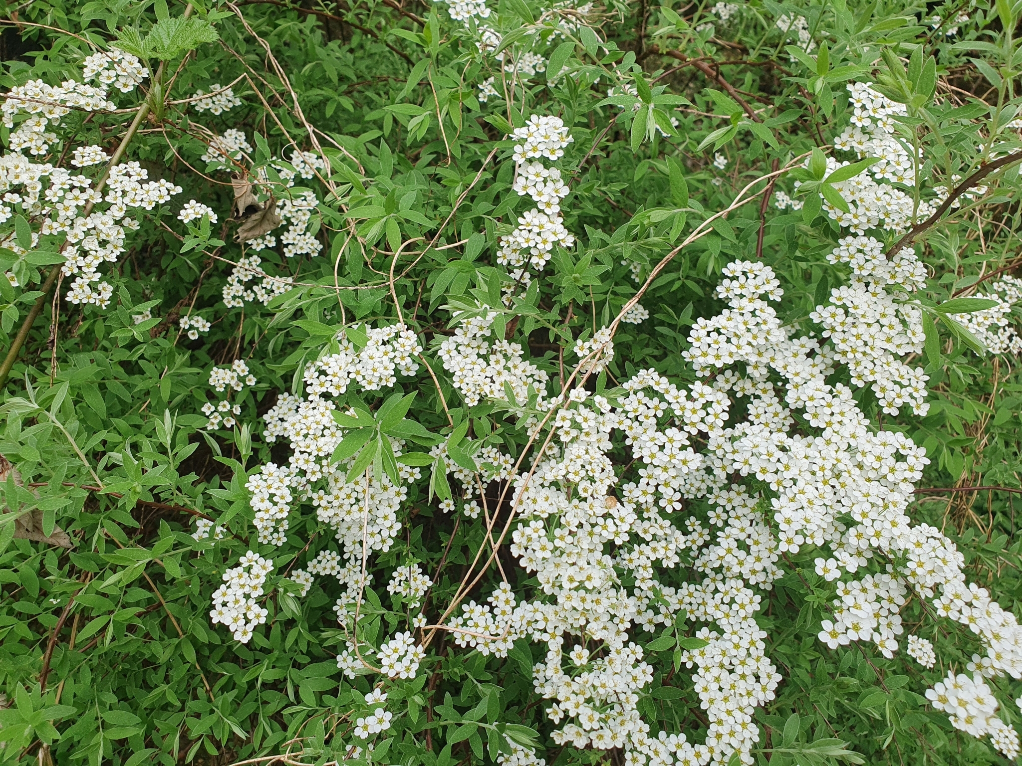 Imagem de Bridal Wreath