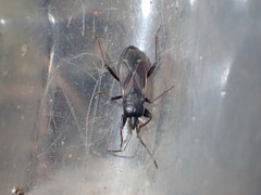 Eremocoris semicinctus