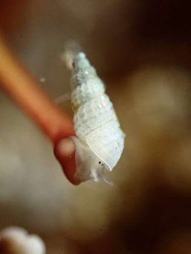 Odostomia virginalis observed 2024-04-09