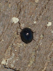 Germarostes globosus