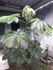 Cecropia membranacea