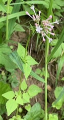 Valeriana pauciflora