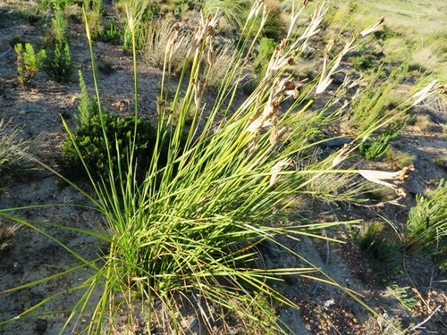 Image of Bobartia filiformis by (c) linkie, some rights reserved (CC BY)