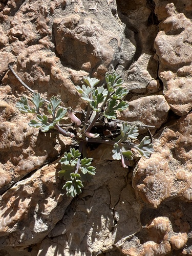 Rupicapnos africana, photograph 2