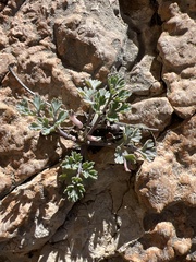 Rupicapnos africana, photograph author not stated, no rights reserved