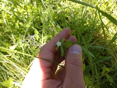 Lithospermum matamorense