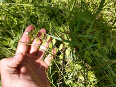 Lithospermum matamorense
