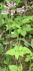 Valeriana pauciflora