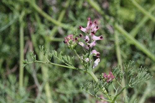Image of Fumaria parviflora by (c) Cesar Ormazabal, some rights reserved (CC BY)