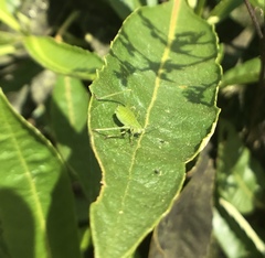 Platylyra californica