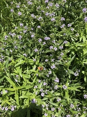 Lycaena phlaeas daimio