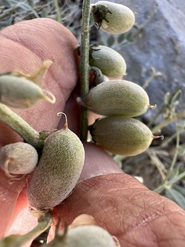 Gilman's milkvetch (Astragalus gilmanii)