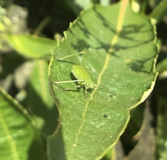 Platylyra californica