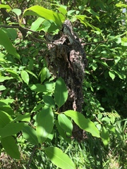 Malacosoma americana