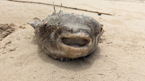 Porcupinefish