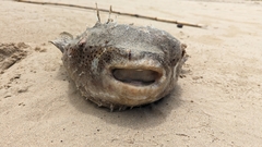 Porcupinefish