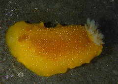 Doriopsilla albopunctata