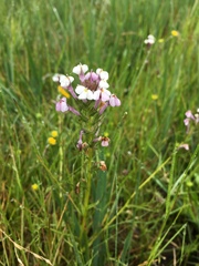 Triphysaria versicolor