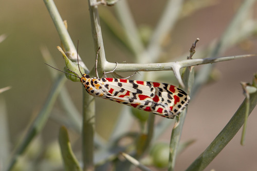 Crimson-speckled Flunkey photo 5