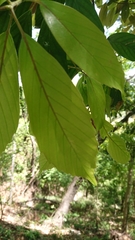 Quercus glauca