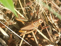 Thrasyderes leprosus