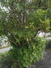 Pseudopanax lessonii