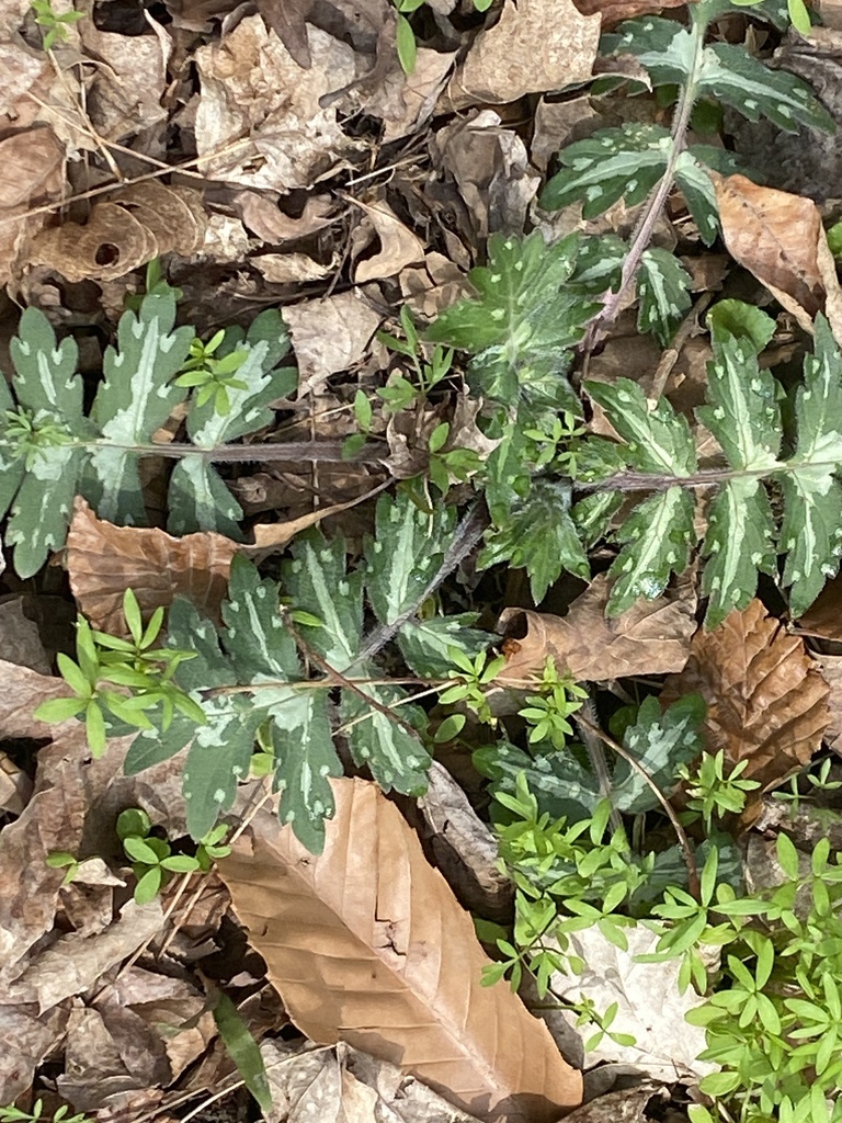 Waterleaves from Maple Ridge, Covington, OH, US on April 9, 2024 at 1201 PM by fredweaver47