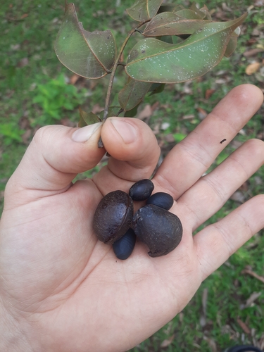 Copaifera aromatica - Whole tree