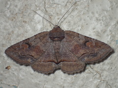 Zale submediana