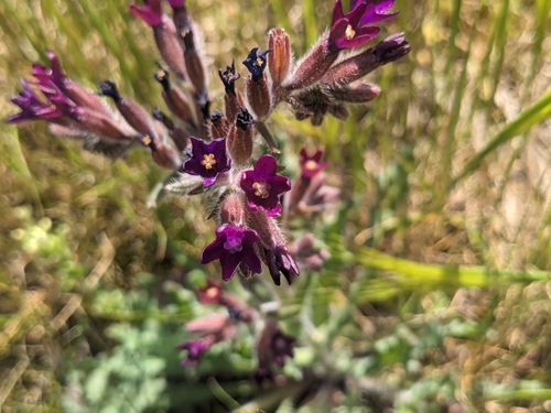 Image of Anchusa hybrida by (c) Marios Thoma, some rights reserved (CC BY)