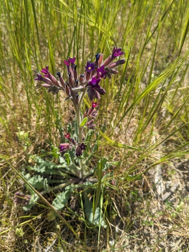 Image of Anchusa hybrida by (c) Marios Thoma, some rights reserved (CC BY)