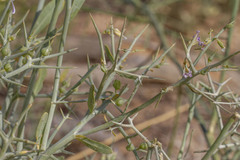 Zilla spinosa