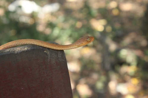 Yellow Blunt-headed Tree Snake