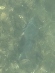 Acanthopagrus schlegelii