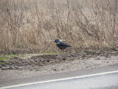 Eurasian Jackdaw