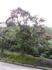 Acacia confusa