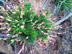 Oxalis tenuifolia
