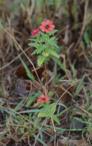Peruvian zinnia