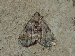 Metalectra richardsi