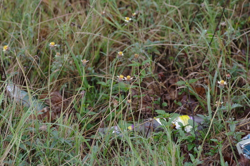 Tridax Daisy