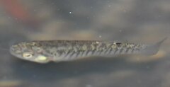 Marsh Killifish photo 5