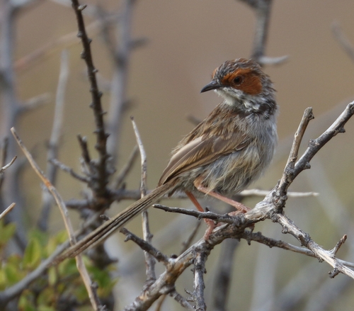 Rufous-eared Warbler (Malcorus pectoralis), photo 10