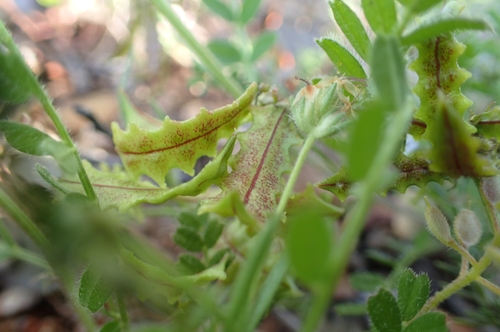 Image of Biserrula pelecinus by (c) Jorge Íñiguez, some rights reserved (CC BY)