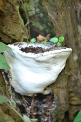 Hornodermoporus martius